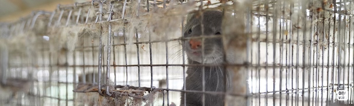 Fur: more than 1,500,000 signatures to put an end to this industry in Europe!
